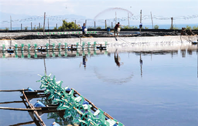 Effective application of enzymes in aquaculture